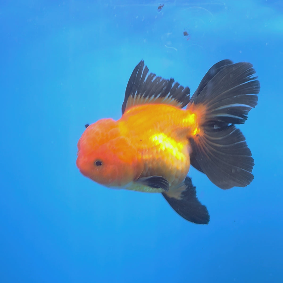 Thai Oranda Apache 3.5" Body Female (FEB-767)R2B07