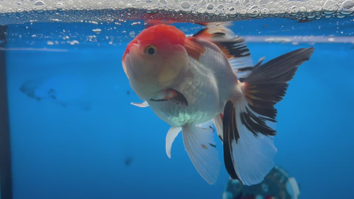 Thai Oranda Tri-Color 3.5” Female(CK-1627)R2A08