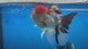 Thai Oranda Tri-Color 3.5” Female(CK-1627)R2A08