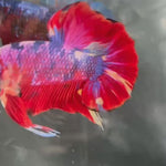 Live Male Betta Fancy Marble Three colors Giants Plakat (TNK-A711) High quality what you see what you get!!