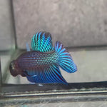 Live Male Betta Green Mahachai Wild Plakat (BID-125)S135 High quality what you see what you get!!