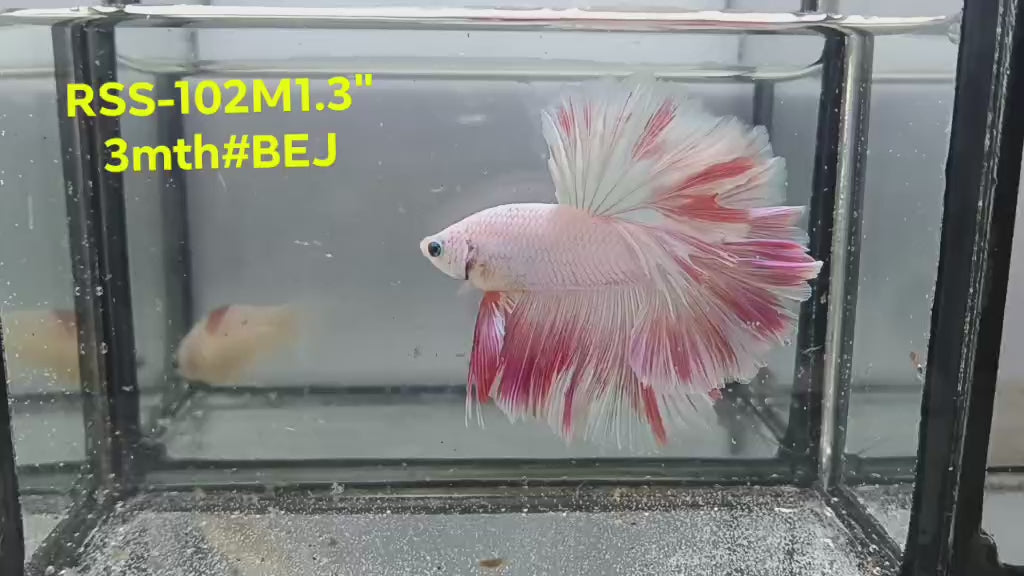 Live Male Betta Fancy Light colors Halfmoon Rosetail (RSS-102) High quality what you see what you get!!