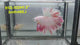 Live Male Betta Fancy Light colors Halfmoon Rosetail (RSS-102) High quality what you see what you get!!