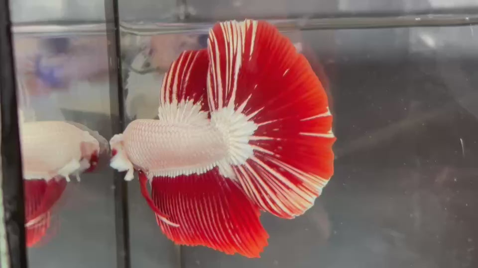 Live Male Betta Red Snow Dragon Halfmoon (TNK-A345) High quality what you see what you get!!