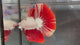 Live Male Betta Red Snow Dragon Halfmoon (TNK-A345) High quality what you see what you get!!