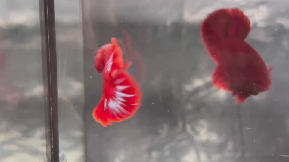 Live Male Betta Fancy Red Hellboy Startail Plakat (TNK-A812) High quality what you see what you get!!