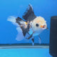 Thai Oranda Lemomhead Tri-Color 3.00 inch Body Female(FEB-843)R2B07