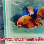H Live Male Betta Orange Nemo Koi Plakat (NAW-172) what you see what you get!