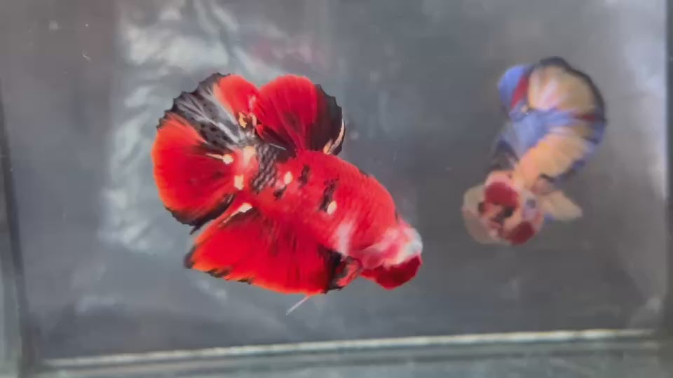 Live Male Betta Red Galaxy Koi Plakat (TNK-A828) High quality what you see what you get!!