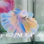 Live Male Betta Fancy Yellow Blue Grizzle Over Halfmoon (Sky-627) High quality what you see what you get!!
