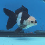Thai Oranda Panda Color 2.8 in Body Female (FEB-531)R3A06