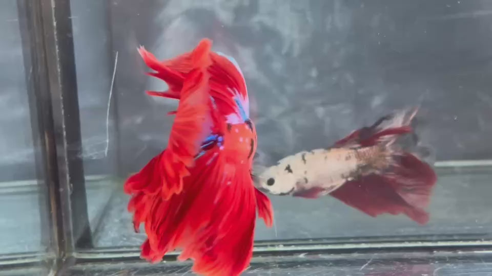 Live Male Betta Red Galaxy Koi Giants Over Halfmoon (TNK-A841) High quality what you see what you get!!