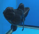 Thai Oranda Super Black 3.5" Body Female (FEB-851)R2A12