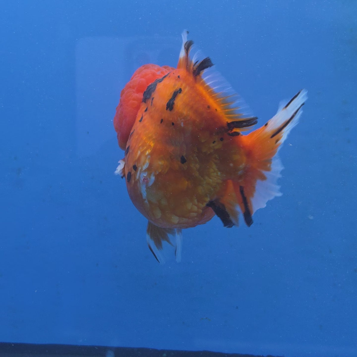 Thai Oranda Red Tiger Sakura Godzilla 5 inch Orchid Tail Body Female (G-FEB-107)BlueTubB