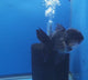 Thai Oranda Black 3.00 inch Body Female(FEB-834)R2B12