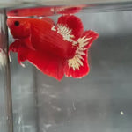 Live Male Betta Red Hellboy Startail Plakat (TNK-A275) High quality what you see what you get!!
