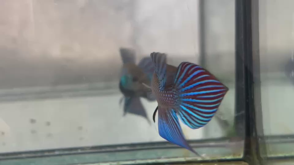 Live Male Betta Green Original Mahachai wild Plakat (BID-13) S019✔️ High quality What you see What you get!!