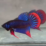 Live Male Betta Blue Red Imbellis wild Plakat (BID-54)S277✔️ High quality what you see what you get!!