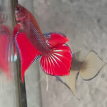 Live Male Betta Red Splendens Hybrid Wild Plakat (BID-128)S280 High quality what you see what you get!!