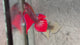 Live Male Betta Red Splendens Hybrid Wild Plakat (BID-128)S280 High quality what you see what you get!!