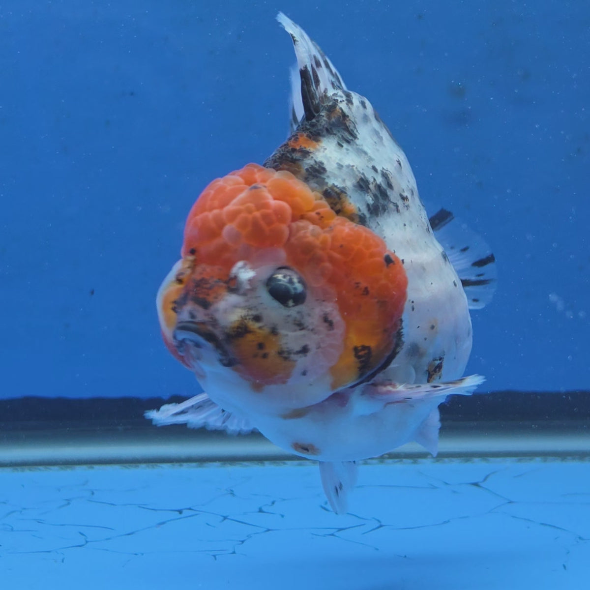 Thai Oranda Red Cap Chinese Paint Calico Godzilla 4 inch Body Female (G-FEB-109)BlueTubB