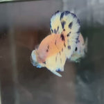 Live Male Betta Blue Marble Polkadot Plakat (TNK-A718) High quality what you see what you get!!