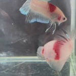 Live Male Betta Tancho Classic Koi marking Plakat (TNK-A690) High quality what you see what you get!!