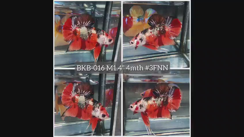 Live Male Betta Galaxy Nemo Copper Plakat (BKB-016) High quality what you see what you get!!
