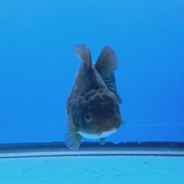Thai Oranda Bronze Godzilla 3 inch Body Female (FEB-939)BLUETUBC