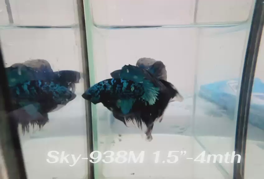 Live Male Betta Blue Black Galaxy Avatar Halfmoon (Sky-938)CUP High quality What you see What you get!!