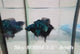 Live Male Betta Blue Black Galaxy Avatar Halfmoon (Sky-938)CUP High quality What you see What you get!!