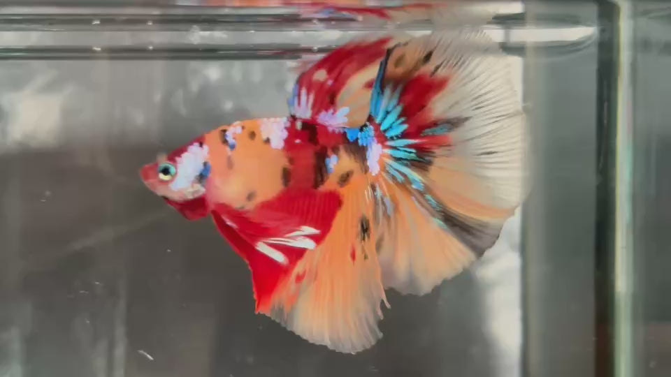 Live Male Betta Red Yellow Galaxy Koi Halfmoon (TNK-A560) High quality What you see What you get!!