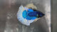 Live Male Betta Blue Butterfly Halfmoon (TNK-A790) High quality What you see What you get!!