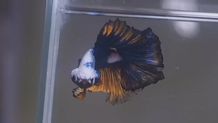 Live Male Betta Fancy Yellow Marble  Halfmoon (MKP-706) High quality what you see what you get!!