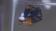 Live Male Betta Fancy Yellow Marble  Halfmoon (MKP-706) High quality what you see what you get!!