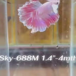 Live Male Betta Fancy Purple Pink Lavender Halfmoon Rosetail (Sky-688) High quality what you see what you get!!