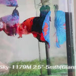 Live Male Betta Fancy Marble Giants Plakat (Sky-1179) High quality what you see what you get!!