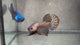 Live Male Betta Copper Alien Hybrid Wild Plakat (BID-197) High quality What you see What you get!!