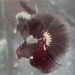 Live Male Betta Black Samurai Over Halfmoon (TNK-A454) High quality What you see What you get!!