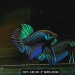 Live Male Betta Green Mahachai Wild Plakat (DET-242) High quality what you see what you get!!