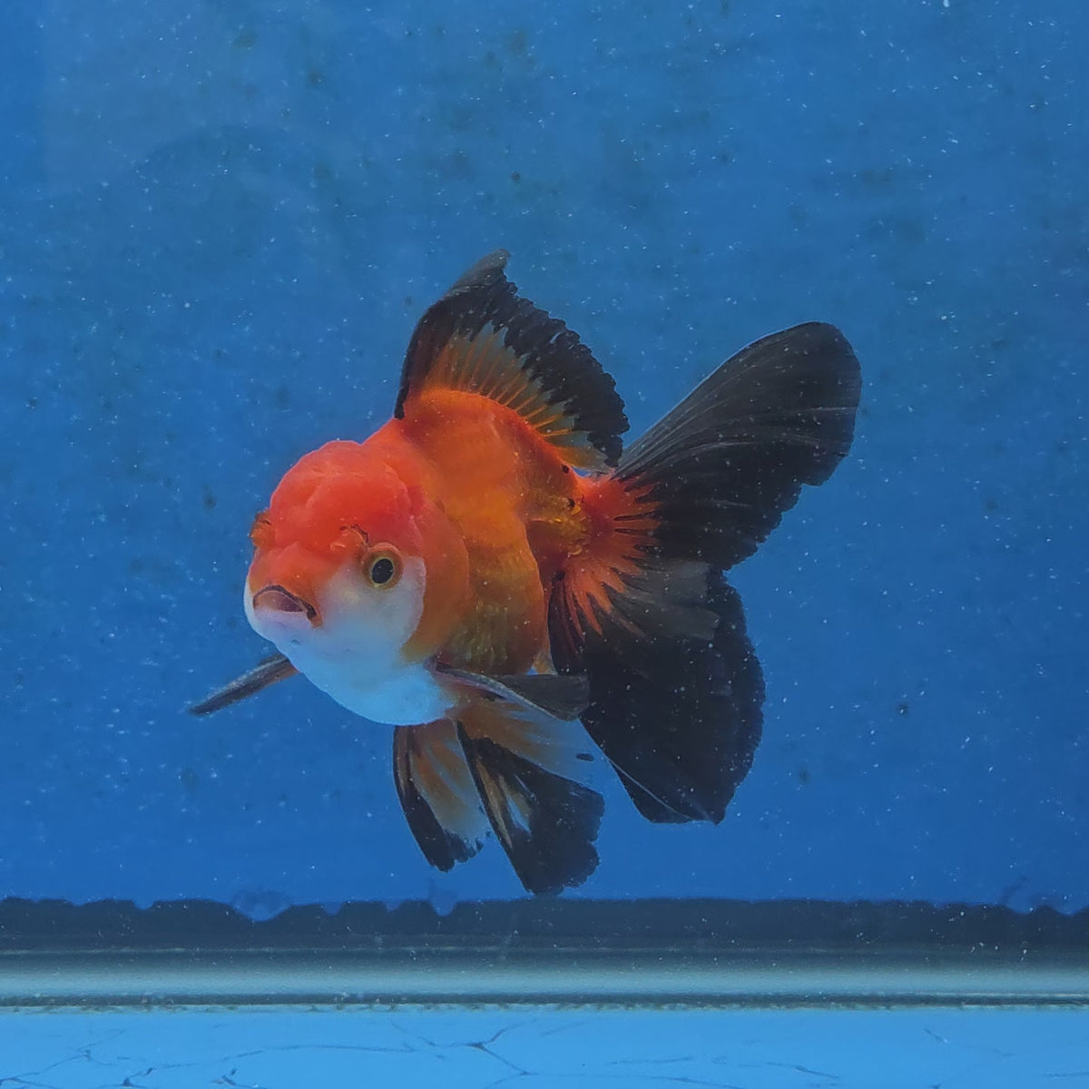 Thai Oranda Apache 3 inch Body Male (FEB-871)R2B02