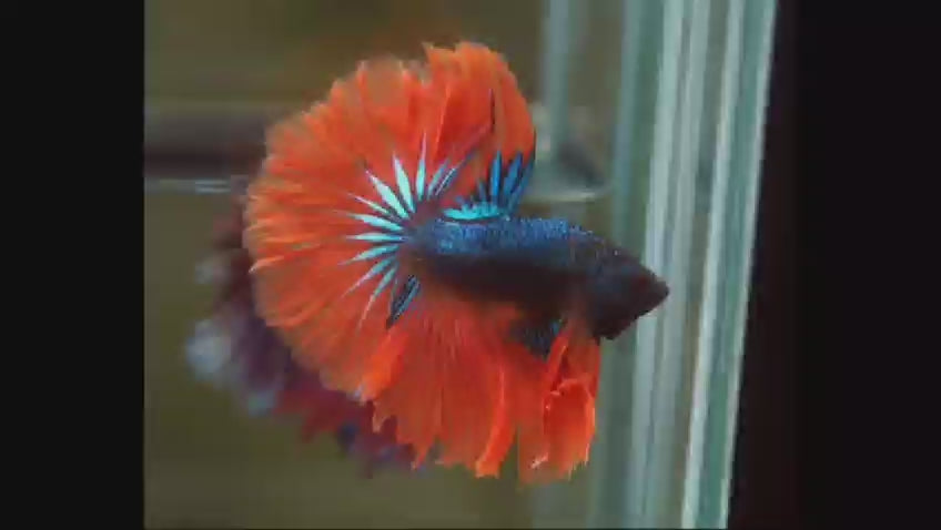 Red Copper Over Halfmoon Star Tail Dark Tone Male Betta Fish (CBM-1025) Our Choice