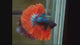 Red Copper Over Halfmoon Star Tail Dark Tone Male Betta Fish (CBM-1025) Our Choice