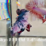 Live Male Betta Fancy Blue Grizzle Halfmoon Rosetail (Sky-1111)S011 High quality what you see what you get!!