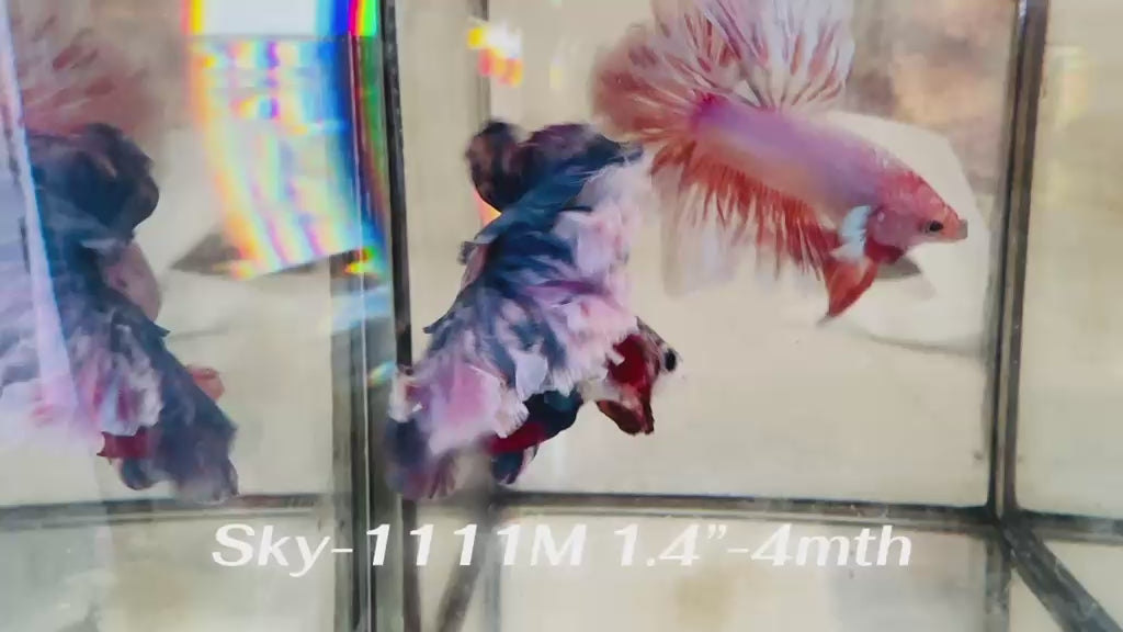 Live Male Betta Fancy Blue Grizzle Halfmoon Rosetail (Sky-1111) High quality what you see what you get!!