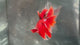 Live Male Betta Red Koi Halfmoon (TNK-A609)S022 High quality What you see What you get!!