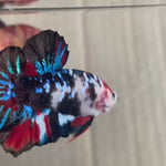 Black Koi Male Betta Plakat Our Choice (CBM-1120)