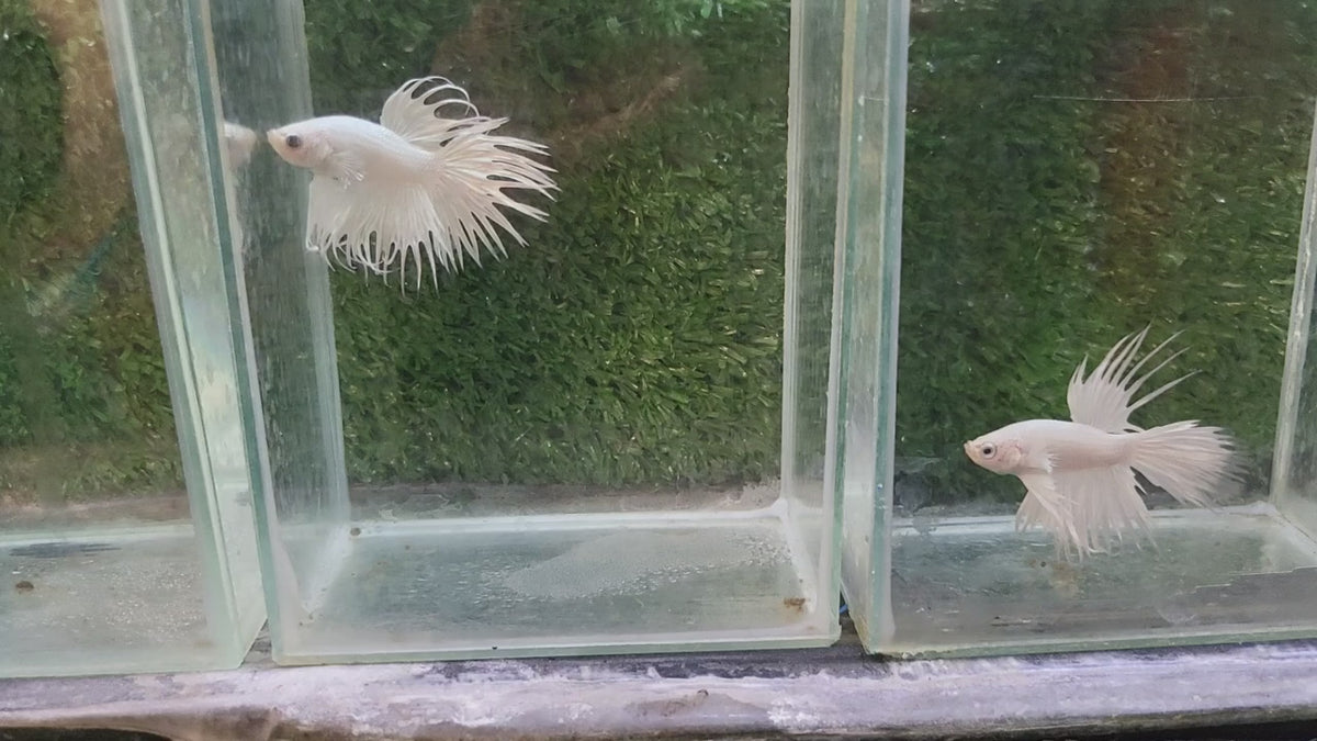 Crowntail Platinum White Male Betta Our Choice (CBM-1001)