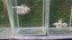 Crowntail Platinum White Male Betta Our Choice (CBM-1001)