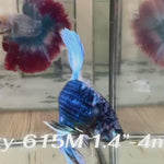 Live Male Betta Fancy Blue marble Halfmoon (Sky-615) High quality what you see what you get!!